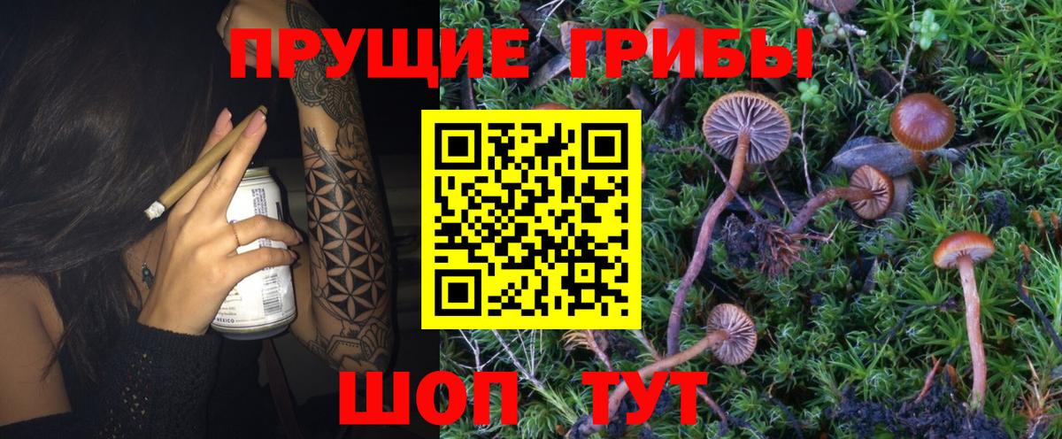 Галлюциногенные грибы GOLDEN TEACHER  Галлюциногенные грибы Psilocybine cubensis  Шали  Вход с VPN 